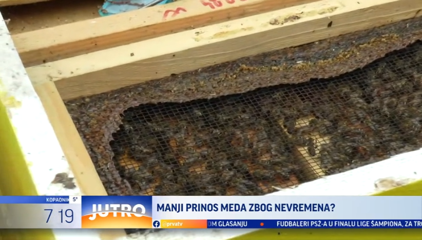 Manji prinos meda zbog lošeg vremena